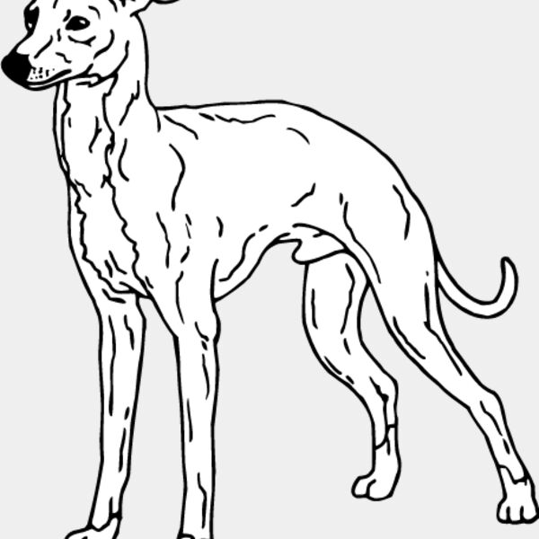 Cirneco of Etna Thumbnail