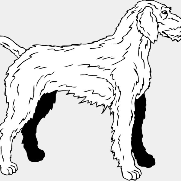 Wirehaired Pointer2 Thumbnail