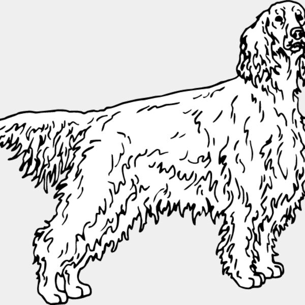 Irish Setter1 Thumbnail