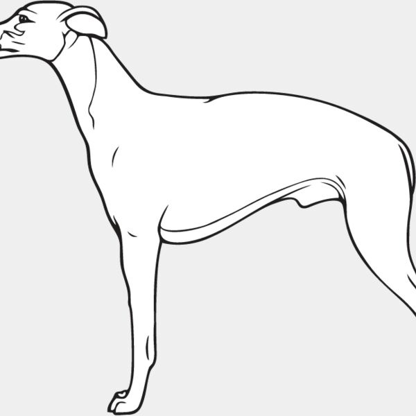 Whippet4 Thumbnail