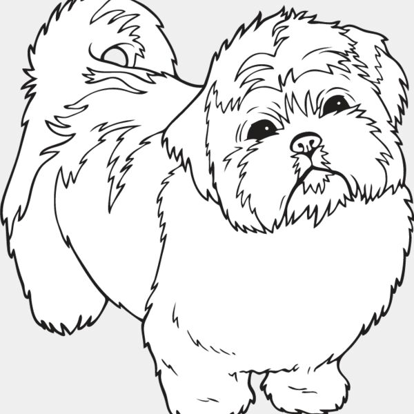 Shih Tzu Puppy Thumbnail
