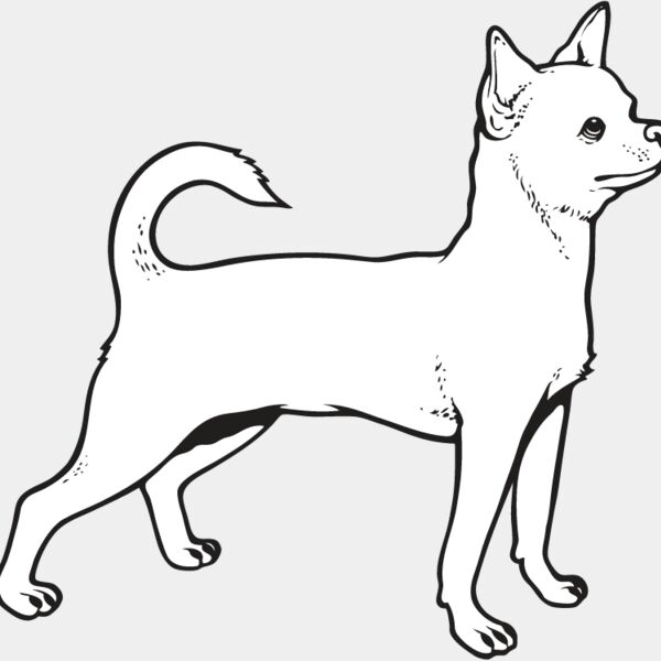 Chihuahua4 Thumbnail