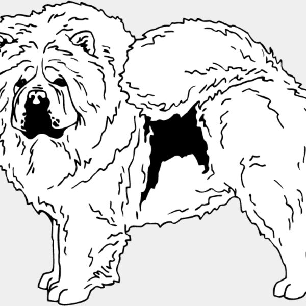 Chow Chow1 Thumbnail
