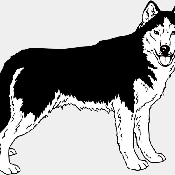 Siberian Husky1 Thumbnail