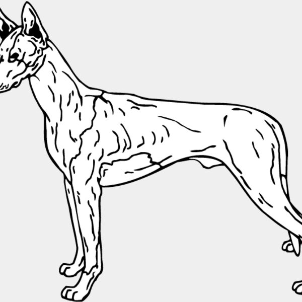 Ibizan Hound Thumbnail