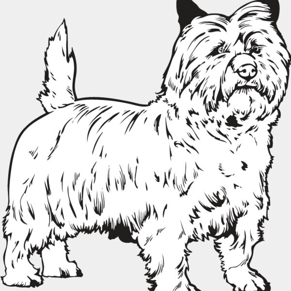 Cairn Terrier Thumbnail