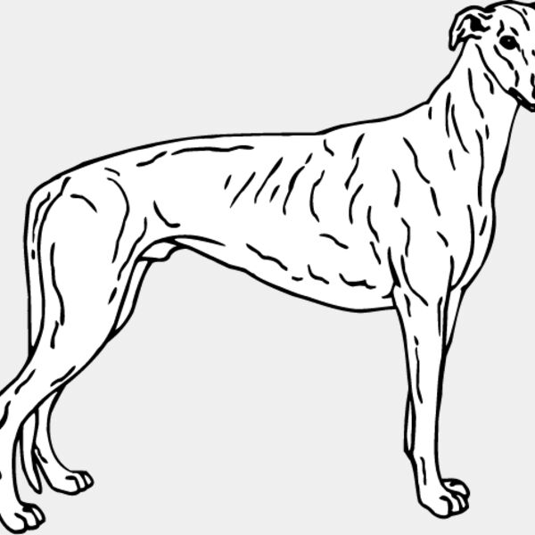 Greyhound1 Thumbnail