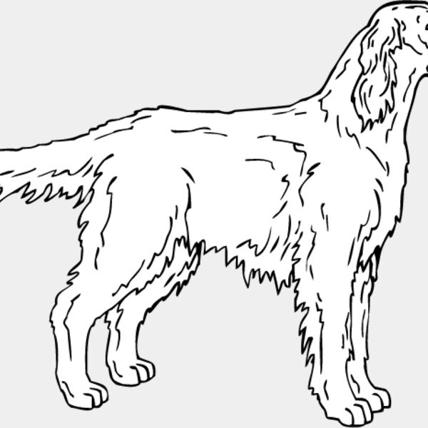 Irish Setter2 Thumbnail