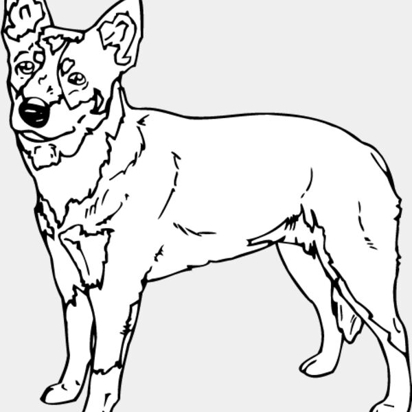 Queensland Heeler Thumbnail