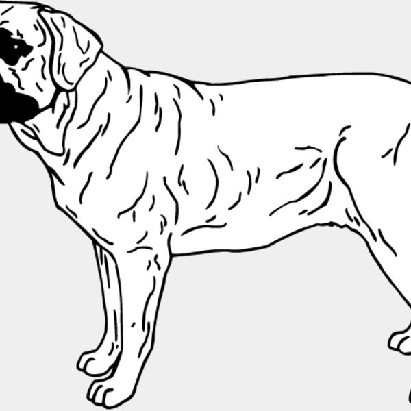 Bull Mastiff3 Thumbnail