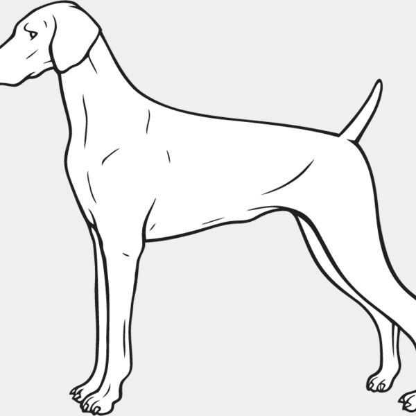 Weimaraner1 Thumbnail