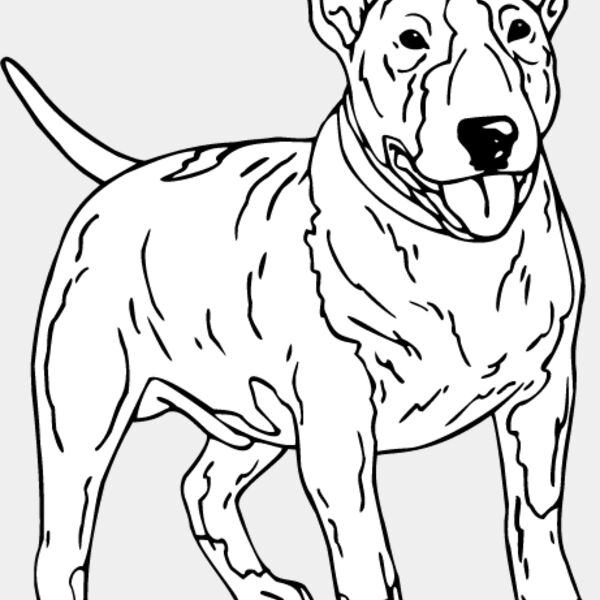 Bull Terrier1 Thumbnail