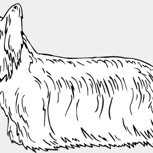 Skye Terrier Thumbnail