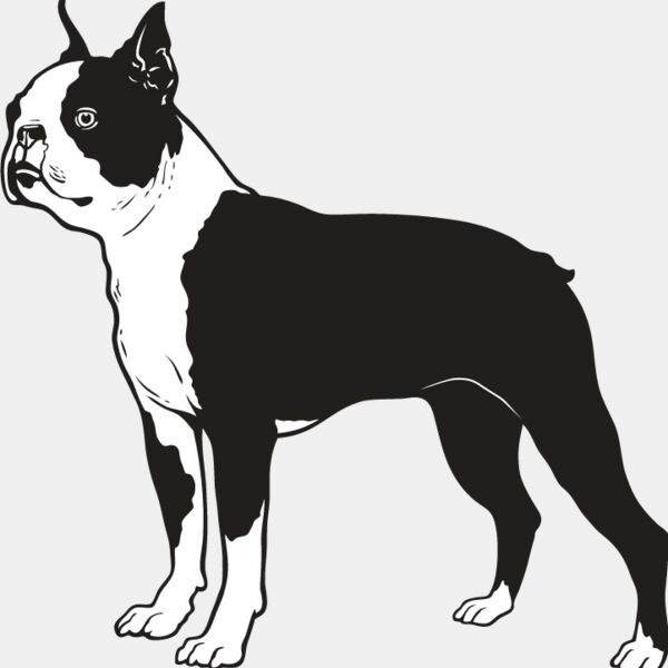 Boston Terrier Thumbnail