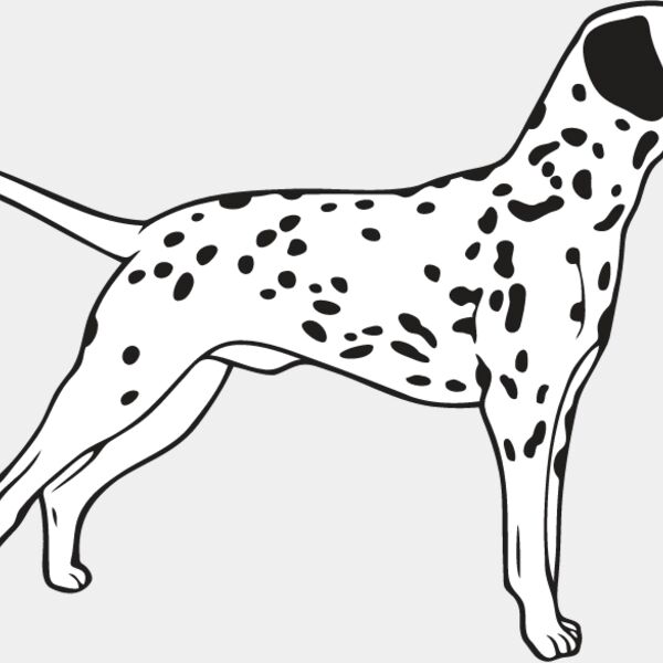 Dalmation3 Thumbnail