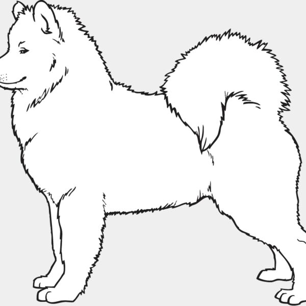 Samoyed2 Thumbnail