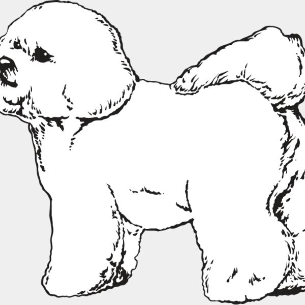 Bichon Frise2 Thumbnail