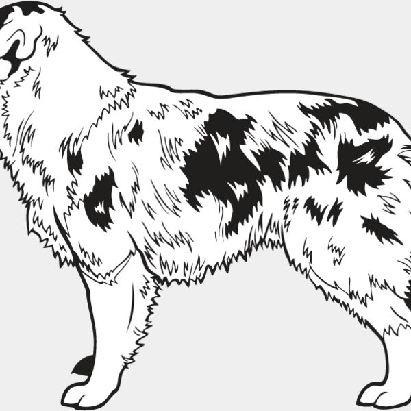 Australian Shepherd Thumbnail