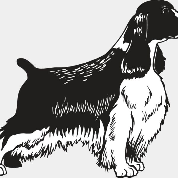 Springer Spaniel Thumbnail