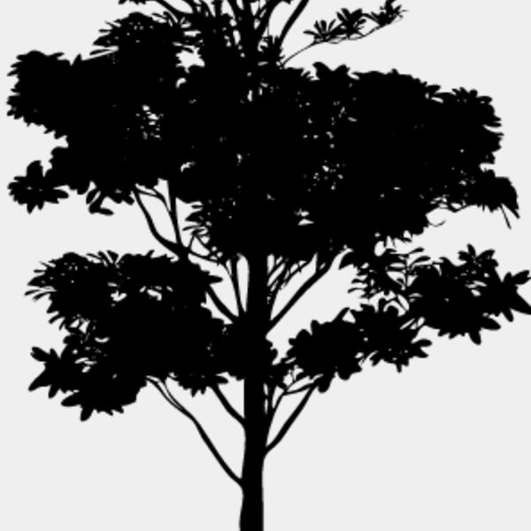 Young Tree7 Thumbnail