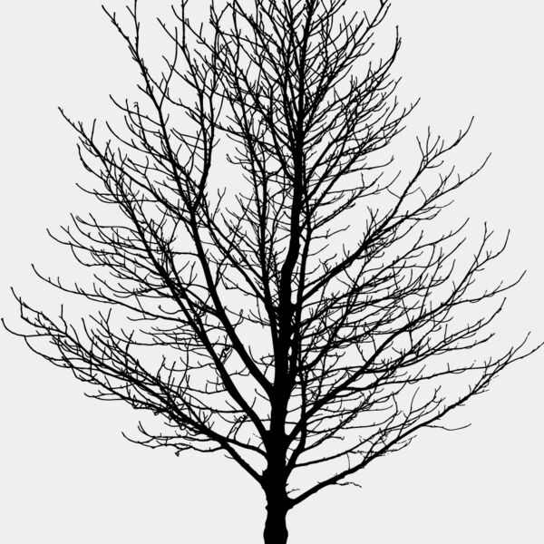 Bare Tree1 Thumbnail