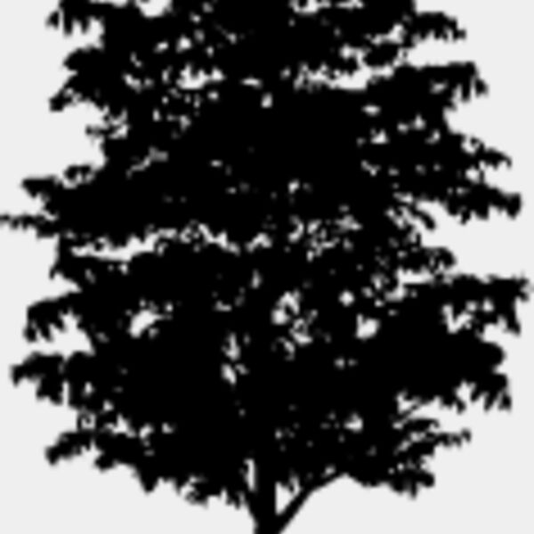 Young Tree5 Thumbnail