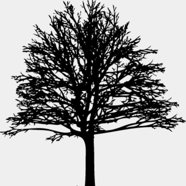 Bare Tree7 Thumbnail