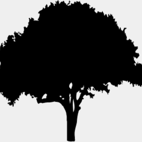 Oak Tree2 Thumbnail