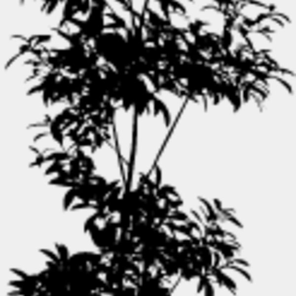 Young Tree3 Thumbnail