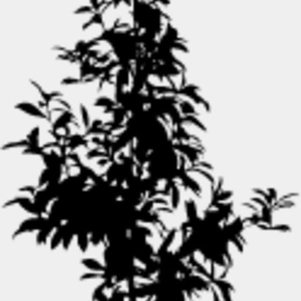 Young Tree6 Thumbnail